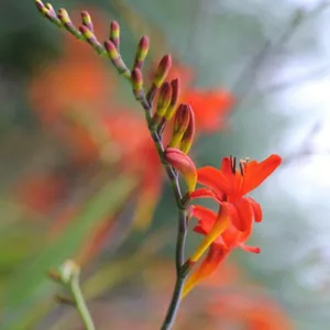 Crocosmia Emberglow, montbretia Emberglow, Crocosmia x crocosmiiflora Emberglow, Coppertips Emberglow, Falling Stars Emberglow, AGM crocosmia