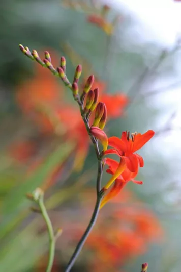 Crocosmia Emberglow, montbretia Emberglow, Crocosmia x crocosmiiflora Emberglow, Coppertips Emberglow, Falling Stars Emberglow, AGM crocosmia