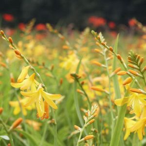 Crocosmia George Davison, Crocosmia x  Crocosmiiflora George Davison,Montbretia George Davison, Coppertips George Davison, Falling Stars George Davison