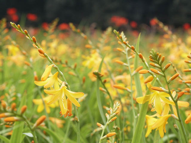 Crocosmia George Davison, Crocosmia x  Crocosmiiflora George Davison,Montbretia George Davison, Coppertips George Davison, Falling Stars George Davison