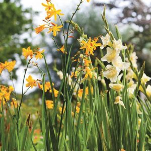 Crocosmia John Boots, Crocosmia x  Crocosmiiflora John Boots,Montbretia John Boots, Coppertips John Boots, Falling Stars John Boots