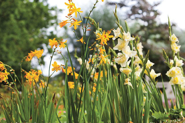 Crocosmia John Boots, Crocosmia x  Crocosmiiflora John Boots,Montbretia John Boots, Coppertips John Boots, Falling Stars John Boots