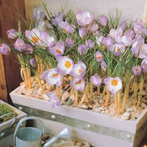 Crocus Sieberi Subsp. Atticus 'Firefly', Crocus 'Firefly', Sieber's Crocus, Snow crocus, Spring Bulbs, Spring Flowers, early spring bulb, late winter blooming bulb