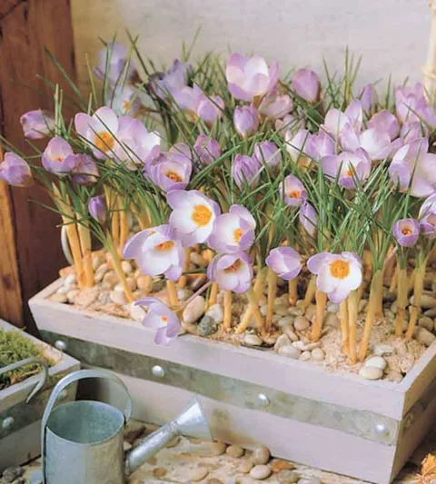 Crocus Sieberi Subsp. Atticus 'Firefly', Crocus 'Firefly', Sieber's Crocus, Snow crocus, Spring Bulbs, Spring Flowers, early spring bulb, late winter blooming bulb