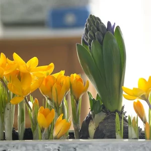 Crocus ancyrensis 'Golden Bunch', Crocus 'Golden Bunch', Snow Crocus 'Golden Bunch', Crocus chrysanthus 'Golden Bunch', Botanical Crocus, Spring Bulbs, Spring Flowers, Early spring bulb, yellow crocus