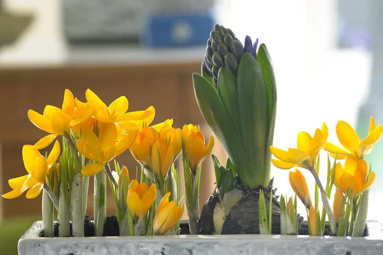 Crocus ancyrensis 'Golden Bunch', Crocus 'Golden Bunch', Snow Crocus 'Golden Bunch', Crocus chrysanthus 'Golden Bunch', Botanical Crocus, Spring Bulbs, Spring Flowers, Early spring bulb, yellow crocus