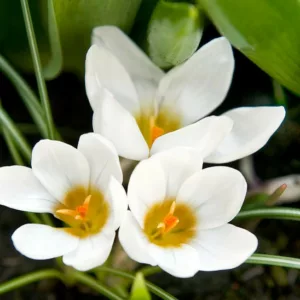 Crocus 'Ard Schenk', Crocus ChrysanthusArd Schenk, Snow Crocus Ard Schenk, Snow Crocus, Botanical Crocus Ard Schenk, Spring Bulbs, Spring Flowers, White Crocus, Early spring bulb, Botanical Crocus