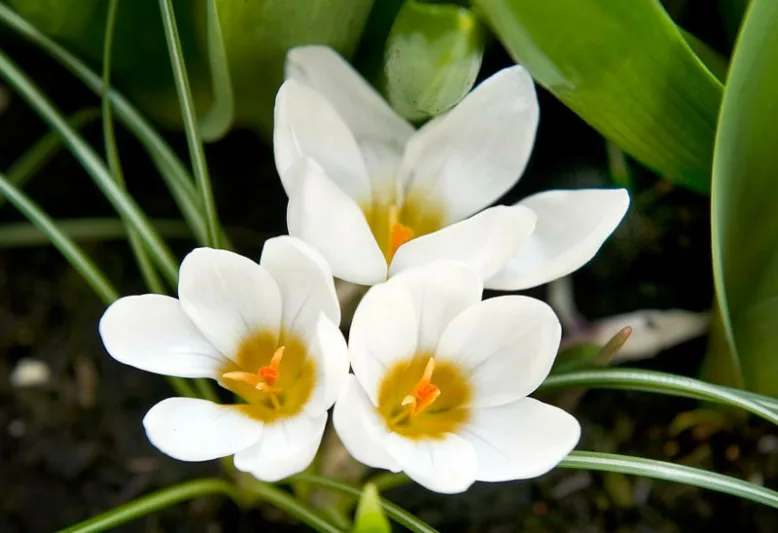 Crocus 'Ard Schenk', Crocus ChrysanthusArd Schenk, Snow Crocus Ard Schenk, Snow Crocus, Botanical Crocus Ard Schenk, Spring Bulbs, Spring Flowers, White Crocus, Early spring bulb, Botanical Crocus