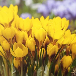 Crocus Chrysanthus 'Goldilocks', Crocus 'Goldilocks', Snow Crocus 'Goldilocks', Snow Crocus, Botanical Crocus, Spring Bulbs, Spring Flowers, Early spring bulb, yellow crocus