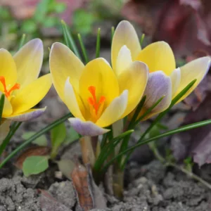 Crocus 'Advance', Crocus Chrysanthus Advance, Snow Crocus Advance, Snow Crocus, Botanical Crocus, Spring Bulbs, Spring Flowers, Early spring bulb