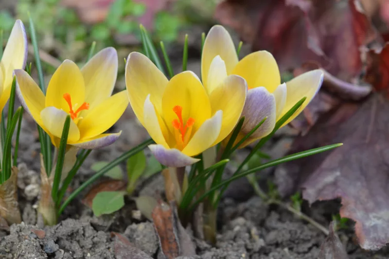 Crocus 'Advance', Crocus Chrysanthus Advance, Snow Crocus Advance, Snow Crocus, Botanical Crocus, Spring Bulbs, Spring Flowers, Early spring bulb