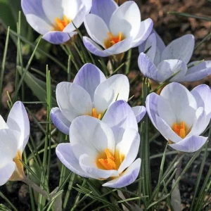 Crocus 'Blue Bird', Crocus Chrysanthus Blue Bird, Snow Crocus Advance, Snow Crocus, Botanical Crocus, Spring Bulbs, Spring Flowers, Early spring bulb