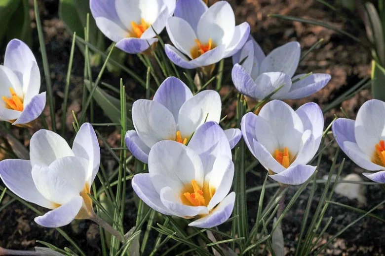 Crocus 'Blue Bird', Crocus Chrysanthus Blue Bird, Snow Crocus Advance, Snow Crocus, Botanical Crocus, Spring Bulbs, Spring Flowers, Early spring bulb