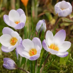 Crocus 'Blue Pearl', Crocus Chrysanthus Blue Pearl, Snow Crocus Blue Pearl, Snow Crocus, Botanical Crocus, Spring Bulbs, Spring Flowers, Early spring bulb