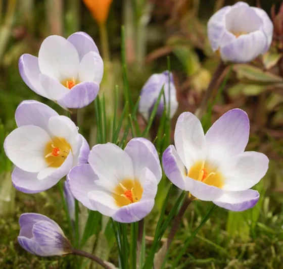 Crocus 'Blue Pearl', Crocus Chrysanthus Blue Pearl, Snow Crocus Blue Pearl, Snow Crocus, Botanical Crocus, Spring Bulbs, Spring Flowers, Early spring bulb