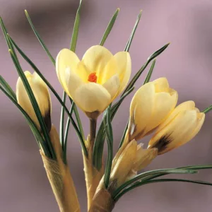 Crocus 'Cream Beauty', Crocus Chrysanthus Cream Beauty, Snow Crocus Cream Beauty, Snow Crocus, Botanical Crocus, Spring Bulbs, Spring Flowers, Early spring bulb
