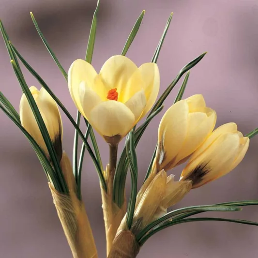 Crocus 'Cream Beauty', Crocus Chrysanthus Cream Beauty, Snow Crocus Cream Beauty, Snow Crocus, Botanical Crocus, Spring Bulbs, Spring Flowers, Early spring bulb