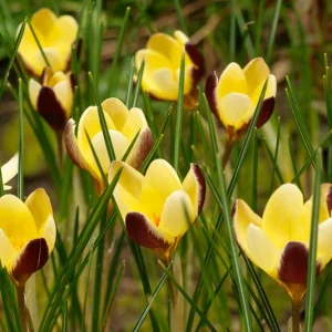 Crocus 'Herald', Crocus Chrysanthus Herald, Snow Crocus Herald, Snow Crocus, Botanical Crocus, Spring Bulbs, Spring Flowers, Early spring bulb