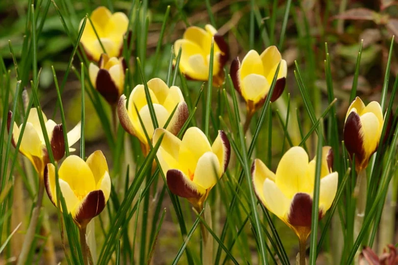 Crocus 'Herald', Crocus Chrysanthus Herald, Snow Crocus Herald, Snow Crocus, Botanical Crocus, Spring Bulbs, Spring Flowers, Early spring bulb