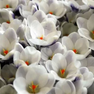 Crocus 'Prins Claus', Crocus Chrysanthus Prins Claus, Snow Crocus Prins Claus, Snow Crocus, Botanical Crocus, Spring Bulbs, Spring Flowers, White Crocus, Early spring bulb, Botanical Crocus