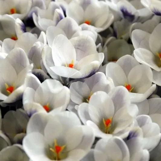 Crocus 'Prins Claus', Crocus Chrysanthus Prins Claus, Snow Crocus Prins Claus, Snow Crocus, Botanical Crocus, Spring Bulbs, Spring Flowers, White Crocus, Early spring bulb, Botanical Crocus