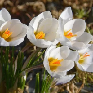 Crocus 'Snow Bunting', Crocus Chrysanthus 'Snow Bunting',Crocus Chrysanthus, Crocus 'Snow Bunting', Snow Crocus, Botanical Crocus, Spring Bulbs, Spring Flowers, White Crocus, Early spring bulb