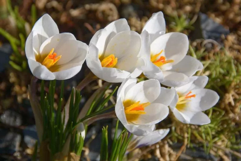 Crocus 'Snow Bunting', Crocus Chrysanthus 'Snow Bunting',Crocus Chrysanthus, Crocus 'Snow Bunting', Snow Crocus, Botanical Crocus, Spring Bulbs, Spring Flowers, White Crocus, Early spring bulb