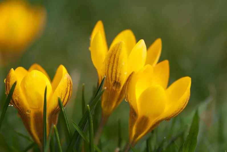 Crocus Chrysanthus 'Zwanenburg Bronze', Crocus 'Zwanenburg Bronze', Snow Crocus, Botanical Crocus, Spring Bulbs, Spring Flowers, Early spring bulb, yellow crocus