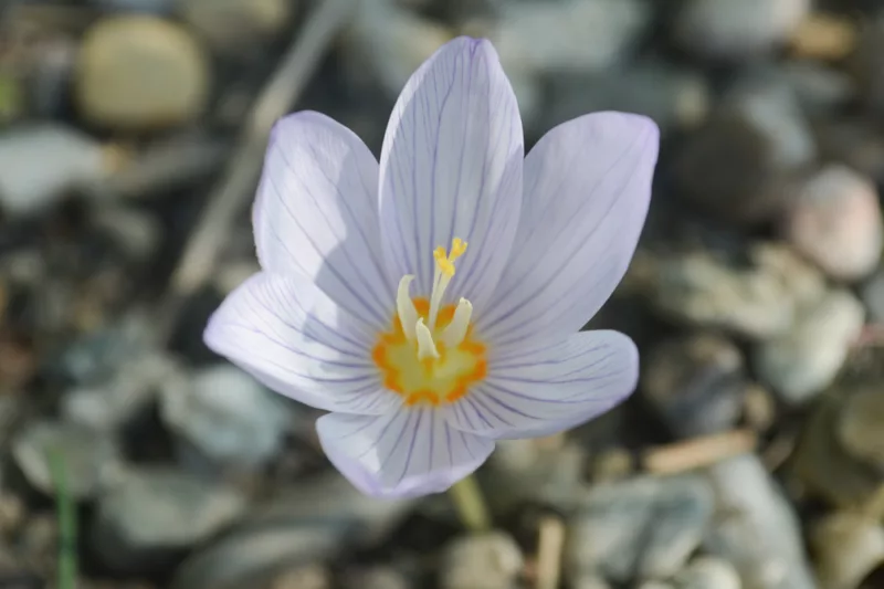 Crocus kotschyanus, Kotschy's Crocus, Crocus zonatus, Autumn Crocus, Lilac flowers, Purple crocus bulbs, Fall Crocus