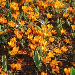 Crocus olivieri subsp. balansae 'Orange Monarch', Crocus 'Orange Monarch', Crocus balansae 'Orange Monarch', Crocus 'Orange King', Botanical Crocus, Spring Bulbs, Spring Flowers
