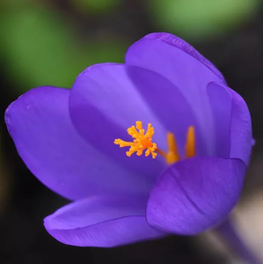 Crocus speciosus 'Conqueror', Crocus 'Conqueror', Autumn Crocus 'Conqueror', Autumn Crocus, Purple flowers, Purple crocus bulbs, Fall Crocus