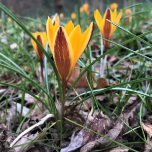 Crocus susianus 'Cloth of Gold', Cloth of Gold Crocus, Crocus 'Cloth of Gold', Crocus susianus, Crocus angustifolius, Spring Bulbs, Spring Flowers, Yellow Crocus