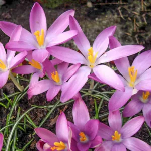 Crocus Tommasinianus 'Roseus', Crocus 'Roseus', Early Crocus, Botanical Crocus, Snow Crocus, Lilac Tommy, Pink Crocus, Spring Bulbs, Spring Flowers, early spring bulb, late winter blooming bulb