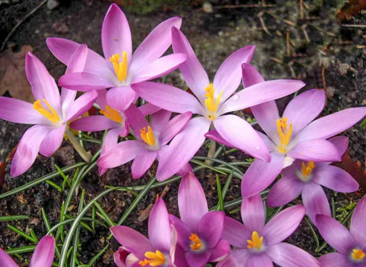 Crocus Tommasinianus 'Roseus', Crocus 'Roseus', Early Crocus, Botanical Crocus, Snow Crocus, Lilac Tommy, Pink Crocus, Spring Bulbs, Spring Flowers, early spring bulb, late winter blooming bulb