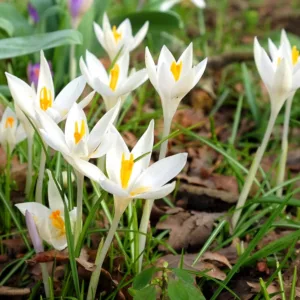 Crocus Tommasinianus 'Albus', Crocus 'Albus', Early Crocus, Botanical Crocus, Snow Crocus, Lilac Tommy, White Crocus, Spring Bulbs, Spring Flowers, early spring bulb, late winter blooming bulb