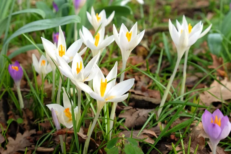 Crocus Tommasinianus 'Albus', Crocus 'Albus', Early Crocus, Botanical Crocus, Snow Crocus, Lilac Tommy, White Crocus, Spring Bulbs, Spring Flowers, early spring bulb, late winter blooming bulb