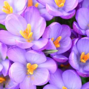 Crocus Tommasinianus 'Barr's Purple', Crocus 'Barr's Purple', Early Crocus, Botanical Crocus, Snow Crocus, Lilac Tommy, Pink Crocus, Spring Bulbs, Spring Flowers, early spring bulb, late winter blooming bulb