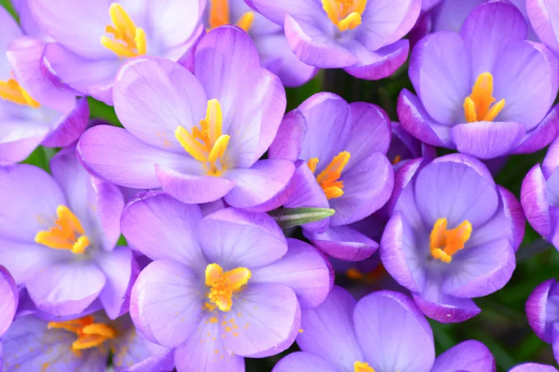 Crocus Tommasinianus 'Barr's Purple', Crocus 'Barr's Purple', Early Crocus, Botanical Crocus, Snow Crocus, Lilac Tommy, Pink Crocus, Spring Bulbs, Spring Flowers, early spring bulb, late winter blooming bulb