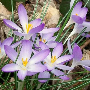 Crocus Tommasinianus 'Lilac Beauty', Crocus 'Lilac Beauty', Early Crocus, Botanical Crocus, Snow Crocus, Lilac Tommy, Pink Crocus, Spring Bulbs, Spring Flowers, early spring bulb, late winter blooming bulb