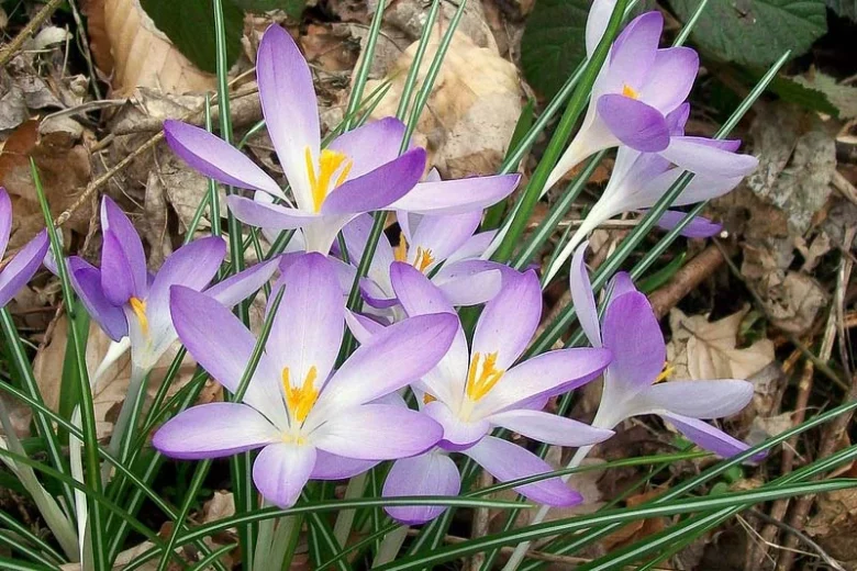 Crocus Tommasinianus 'Lilac Beauty', Crocus 'Lilac Beauty', Early Crocus, Botanical Crocus, Snow Crocus, Lilac Tommy, Pink Crocus, Spring Bulbs, Spring Flowers, early spring bulb, late winter blooming bulb