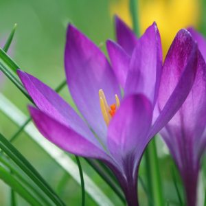Crocus Tommasinianus, botanical Crocus, Crocus 'Ruby Giant', Early Crocus, Botanical Crocus, Snow Crocus, Lilac Tommy, Spring Bulbs, Spring Flowers, early spring bulb, late winter blooming bulb