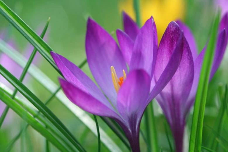 Crocus Tommasinianus, botanical Crocus, Crocus 'Ruby Giant', Early Crocus, Botanical Crocus, Snow Crocus, Lilac Tommy, Spring Bulbs, Spring Flowers, early spring bulb, late winter blooming bulb