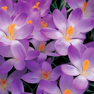 Crocus Tommasinianus 'Whitewell Purple', Crocus 'Whitewell Purple', Early Crocus, Botanical Crocus, Snow Crocus, Lilac Tommy, Spring Bulbs, Spring Flowers, early spring bulb, late winter blooming bulb