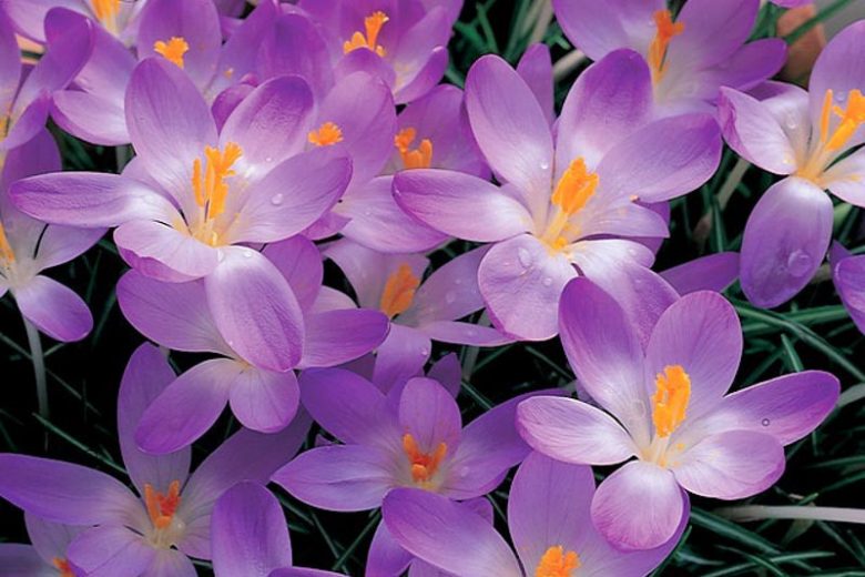 Crocus Tommasinianus 'Whitewell Purple', Crocus 'Whitewell Purple', Early Crocus, Botanical Crocus, Snow Crocus, Lilac Tommy, Spring Bulbs, Spring Flowers, early spring bulb, late winter blooming bulb