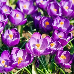 Crocus vernus Flower Record,Dutch Crocus 'Flower Record', Crocus 'Flower Record', Spring Bulbs, Spring Flowers , Giant crocus, purple crocus, early spring bulb