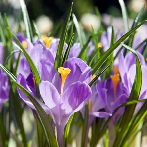 Crocus vernus Grand Maitre, Dutch Crocus 'Grand Maitre', Crocus 'Grand Maitre', Spring Bulbs, Spring Flowers ,Giant Dutch crocus, Dutch crocus, Early Spring bulbs, Violet bulb, Blue bulb, Early flowering bulb