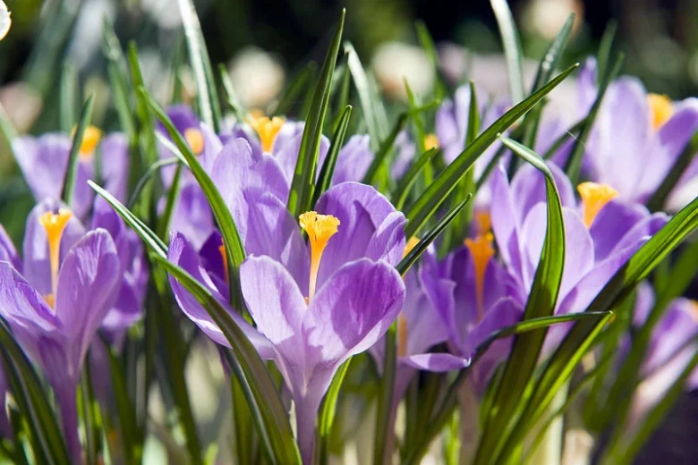 Crocus vernus Grand Maitre, Dutch Crocus 'Grand Maitre', Crocus 'Grand Maitre', Spring Bulbs, Spring Flowers ,Giant Dutch crocus, Dutch crocus, Early Spring bulbs, Violet bulb, Blue bulb, Early flowering bulb