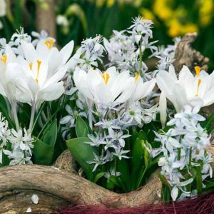 Crocus Jeanne d'Arc, Crocus Joan of Arc, Dutch Crocus 'Jeanne d'Arc', Crocus 'Jeanne d'Arc', Spring Bulbs, Spring Flowers , Dutch Crocus, Crocus Vernus, White crocus, Early spring bulb