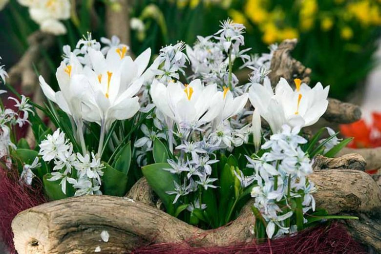 Crocus Jeanne d'Arc, Crocus Joan of Arc, Dutch Crocus 'Jeanne d'Arc', Crocus 'Jeanne d'Arc', Spring Bulbs, Spring Flowers , Dutch Crocus, Crocus Vernus, White crocus, Early spring bulb