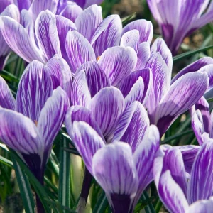 Crocus 'King of the Striped', Crocus vernus King of the Striped, Dutch crocus King of the Striped, Giant Dutch Crocus Pickwick, Spring Bulbs, Spring Flowers, early spring bulb